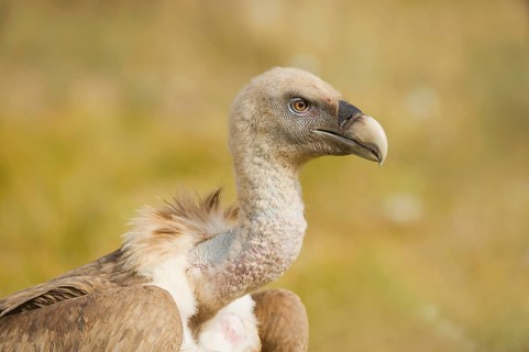 Griffon Vulture (Gyps fulvus), Catalonia, Spain, Europe