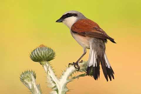 Red-backed Shrike (Lanius collurio) male, Baden-Wuerttemberg, Germany, Europe