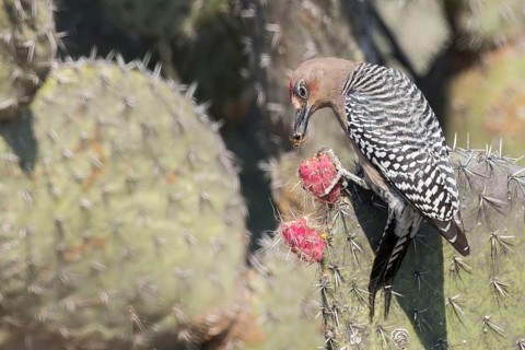 Grey-breasted Woodpecker (Melanerpes hypopolius) perched on a cactus in Oaxaca, Mexico, Central