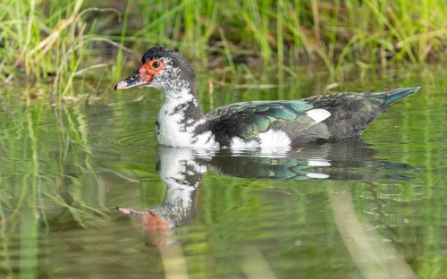 Adulte weibliche Moschusente (Cairina moschata)