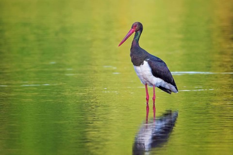 Black Stork (Ciconia nigra) foraging, Saxony-Anhalt, Germany, Europe
