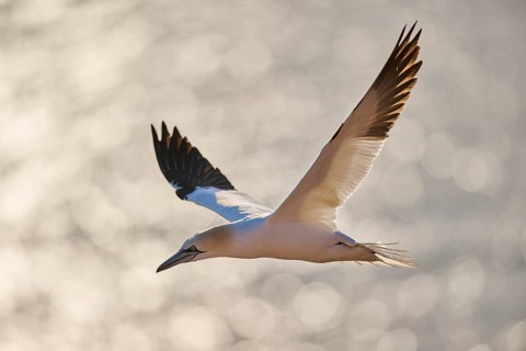 Northern gannet (Morus bassanus) flying over the sea, wildlife, Helgoland, Germany, Europe