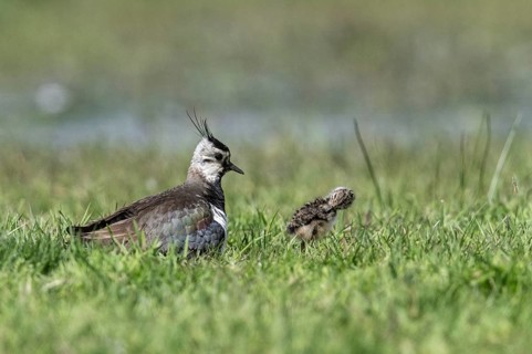 Lapwing (Vanellus vanellus) with young, Lower Saxony, Germany, Europe
