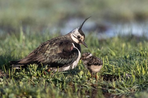 Lapwing (Vanellus vanellus) with young, Lower Saxony, Germany, Europe