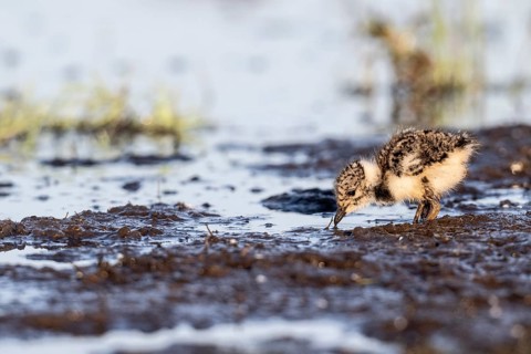 Young lapwing (Vanellus vanellus), Lower Saxony, Germany, Europe