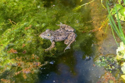 Grass frog (Rana temporaria) in a pond, Erlangen Botanical Garden, Middle Franconia, Bavaria,