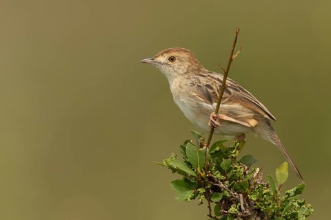 Stout Cisticola (Cisticola robustus), Masai Mara, Kenya, Africa