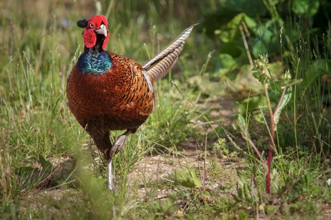 Common Pheasant (Phasianus colchicus) adult male, Bempton, United Kingdom, Europe