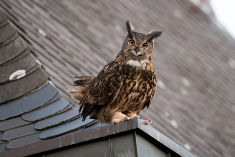 Eurasian Eagle-Owl (Bubo bubo) perched on the roof of a church, North Rhine-Westphalia, Germany,