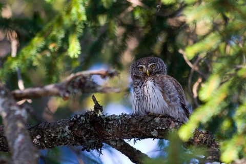 Eurasian Pygmy Owl (Glaucidium passerinum) female, Austria, Europe