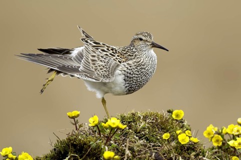 Pectoral Sandpiper (Calidris melanotos), Texas, USA, North America