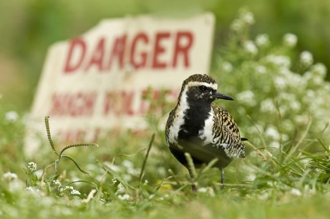 Pacific Golden Plover (Pluvialis fulva), Hawaii, USA, North America