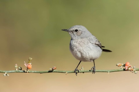 Blackstart (Oenanthe melanura), Eilat, Israel, Asia