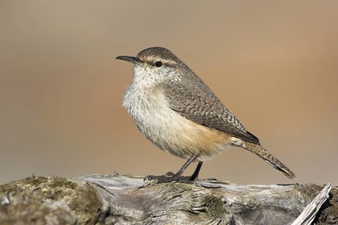 Rock Wren (Salpinctes obsoletus), British Columbia, Canada, North America