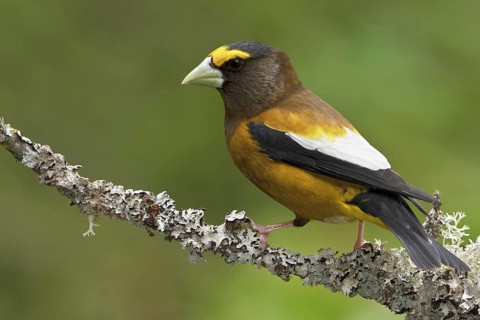 Evening Grosbeak (Hesperiphona vespertina) male, British Columbia, Canada, North America