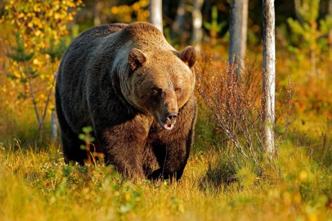 Bear hidden in yellow forest. Autumn trees with bear. Beautiful brown bear walking around lake with