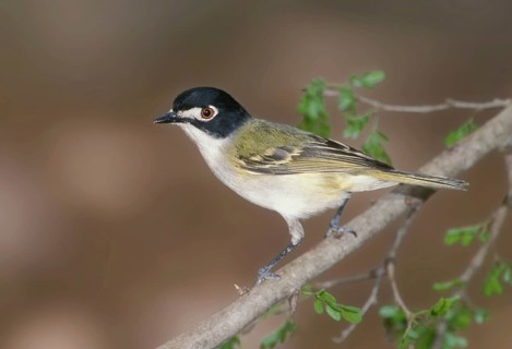 Black-capped Vireo (Vireo atricapilla), Texas, USA, North America