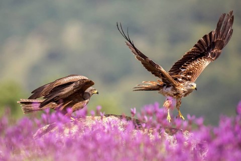 Red Kite & Black Kite (Milvus milvus & Milvus migrans), Madrid, Spain, Europe