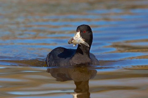 American Coot Fulica americana Gilbert Water Ranch, Gilbert, Arizona, United States 17 January