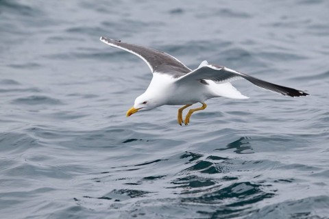 Lesser Black-backed Gull (Larus fuscus) flying, North Sea, Germany, Europe
