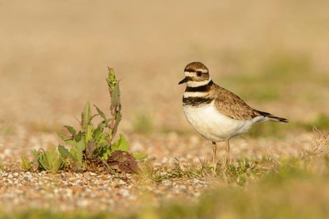 Killdeer (Charadrius vociferus) male, Texas, USA, North America