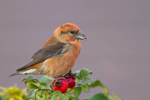 Common Crossbill - Fichtenkreuzschnabel - Loxia curvirostra ssp. curvirostra, Germany, adult male,