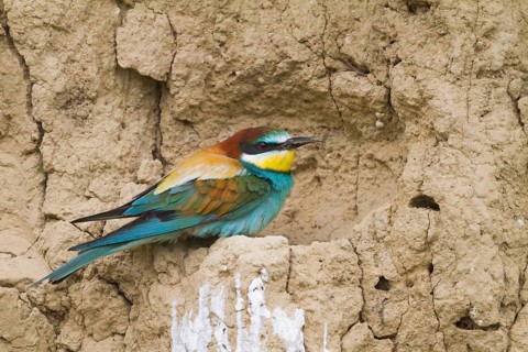 European Bee-eater (Merops apiaster), Hungary, Europe