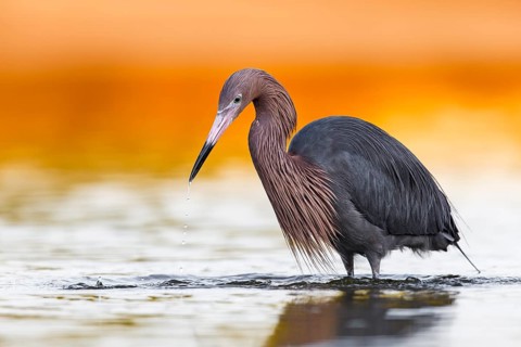 Rötelreiher (Egretta rufescens) Fam. Reiher (Ardeidae)