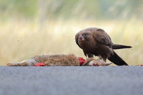 Black Falcon (Falco subniger), Victoria, Australia, Oceania