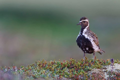 European Golden Plover (Pluvialis apricaria), Iceland, Europe