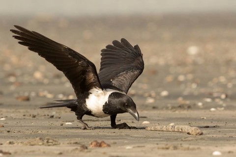 Pied Crow (Corvus albus) with snake eel, Gambia, Africa