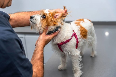 Veterinarian carefully examining the ear of a small dog during a check up in a veterinary clinic
