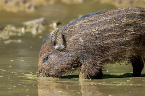 Wild boar (Sus scrofa) squeaker foraging in the mud of puddle in forest in spring