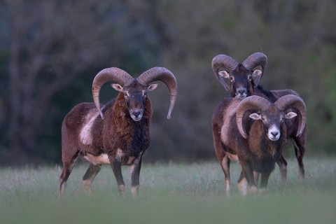 European mouflon (Ovis gmelini musimon, Syn.: Ovis orientalis musimon, Ovis aries musimon),
