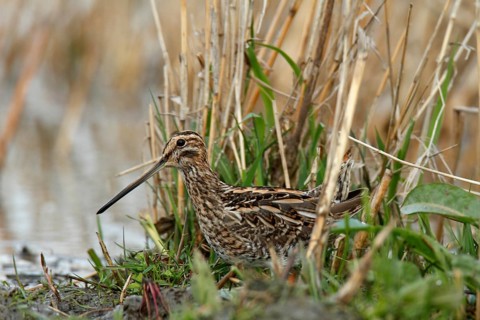 Common Snipe (Gallinago gallinago), Lower Saxony, Germany, Europe