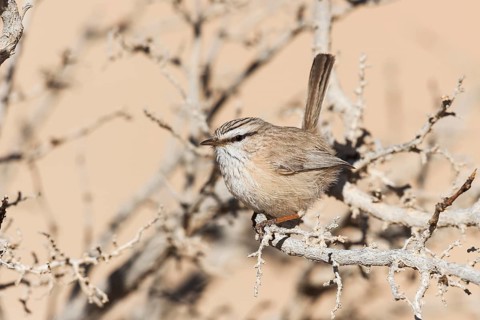 Streaked Scrub Warbler (Scotocerca inquieta), Eilat, Israel, Asia