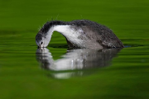 Eurasian Coot (Fulica atra) juvenile, Berlin, Germany, Europe