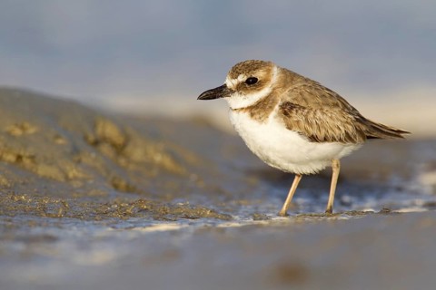 Wilson's Plover (Charadrius wilsonia), Florida, USA, North America