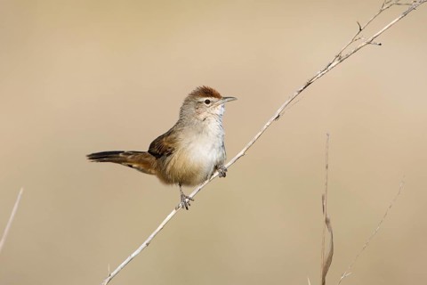 Spinifexbird (Megalurus carteri) perched on a twig, Northern Territory, Australia, Oceania