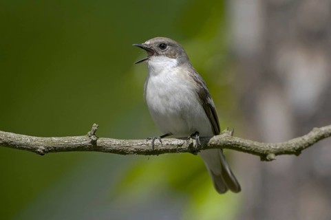 European Pied Flycatcher (Ficedula hypoleuca) female singing, Brandenburg, Germany, Europe