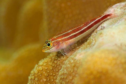 Zwerghähnchen, Helcogramma striata Tropical Striped Triplefin, Helcogramma striata