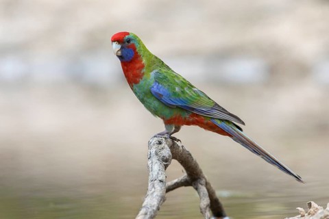 Crimson Rosella (Platycercus elegans) juvenile perched on a branch, Victoria, Australia, Oceania