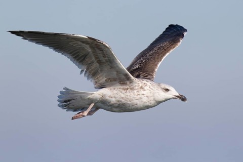 Great Black-backed Gull (Larus marinus) juvenile flying, North Sea, Germany, Europe