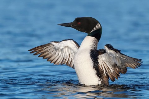 Great Northern Loon (Gavia immer), Michigan, USA, North America