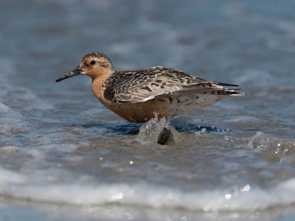Red Knot (Calidris canutus), Schleswig-Holstein, Germany, Europe