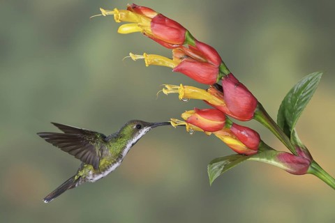 Green-breasted Mango (Anthracothorax prevostii), Costa Rica, Central America