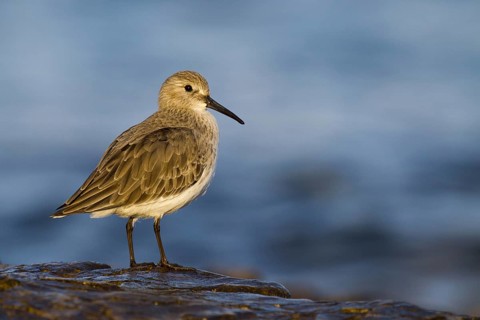 Dunlin (Calidris alpina), Asturias, Spain, Europe