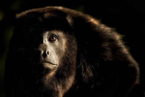 I absolutely love sidelight but in a rainforest it has to be just right. When I saw this howler