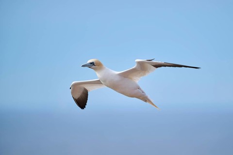 Northern gannet (Morus bassanus) flying over the sea, wildlife, Helgoland, Germany, Europe