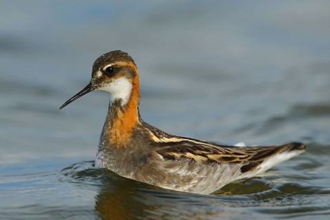 Red-necked Phalarope (Phalaropus lobatus), Manitoba, Canada, North America
